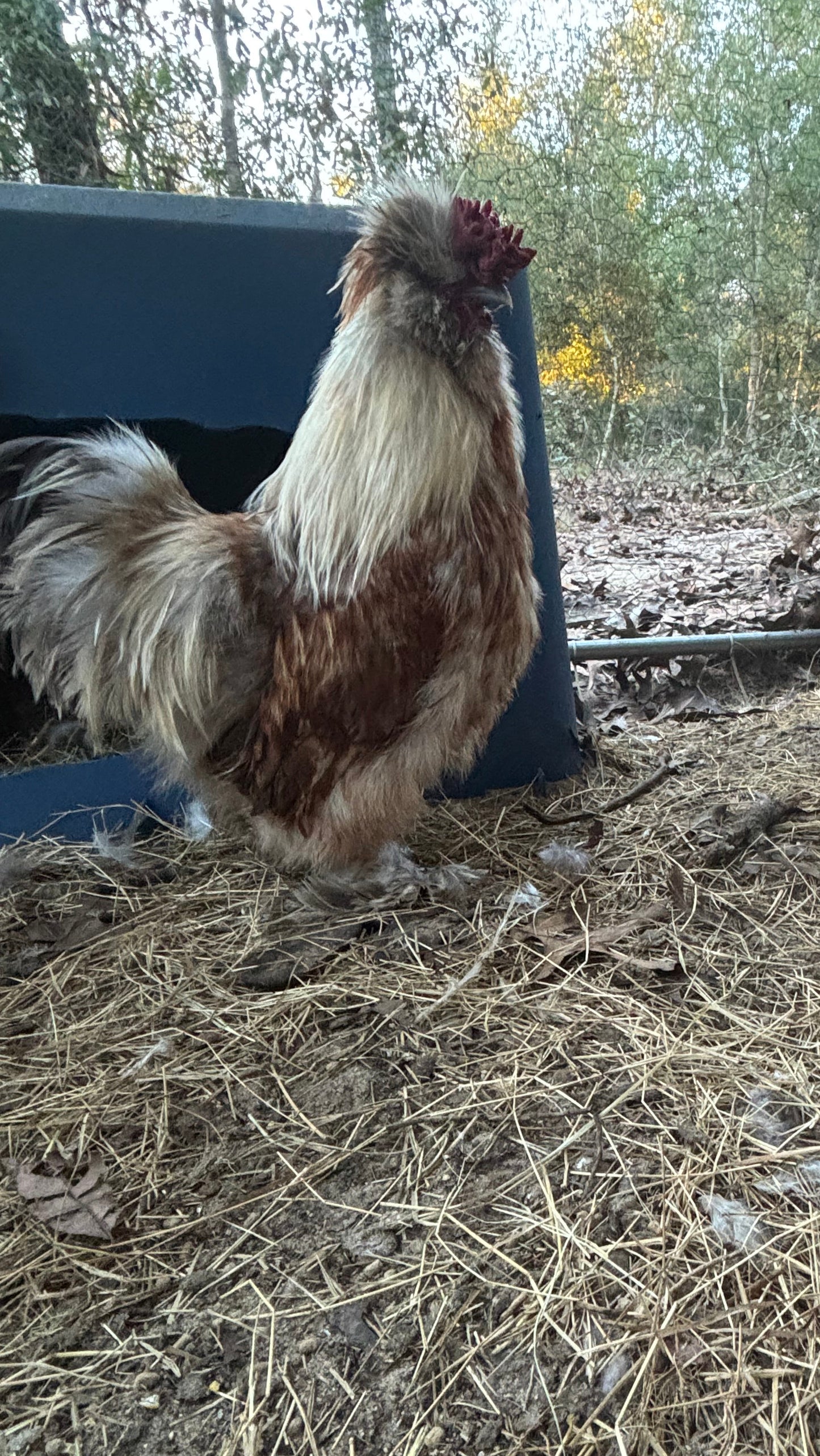 Splash Silkie Hatching Eggs