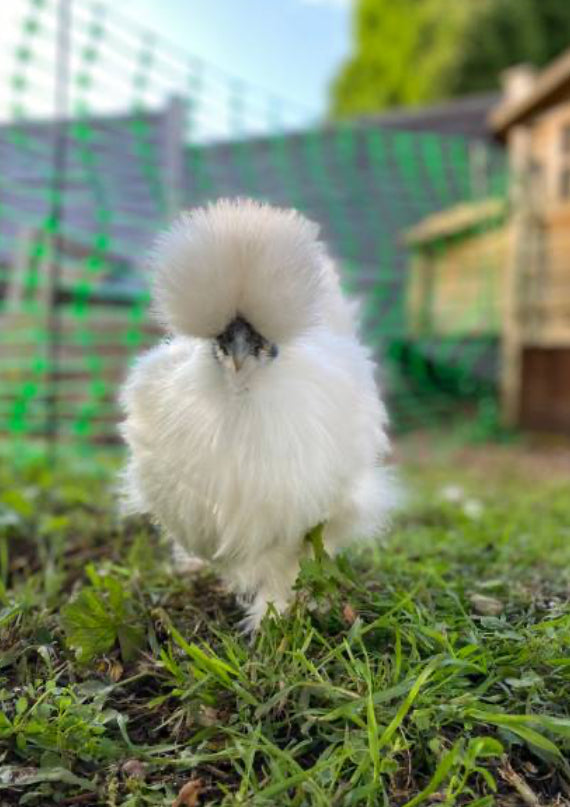 White Silkie Hatching Eggs