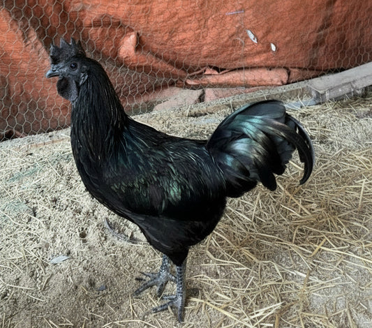 Ayam Cemani Hatching Eggs – All Black Project Quality Breeding Line