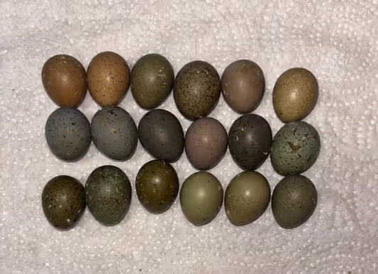 Chinese Painted Button Quail Hatching Eggs - Rare Pretty Colors, Quail Eggs Shipped in Foam