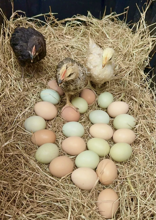 Chickens and eggs in a nest of straw