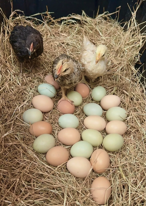 Rainbow eggs and rainbow phoenix chicks on a bed of hay
