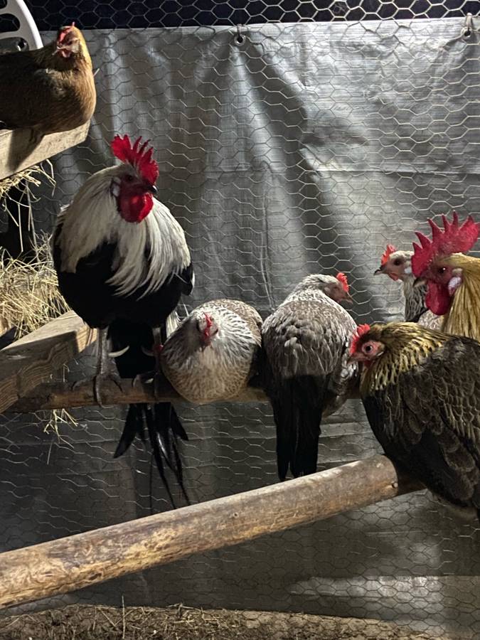 Roosters and hens on a wooden perch in a barn setting- gold and silver 