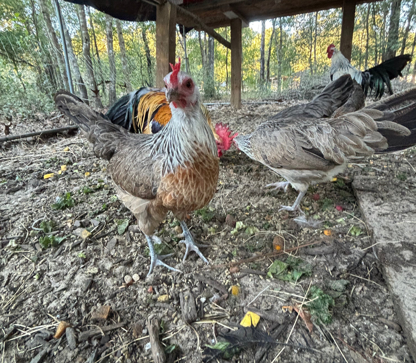 Two chickens on a dirt ground with a wooden structure in the background - silver hen