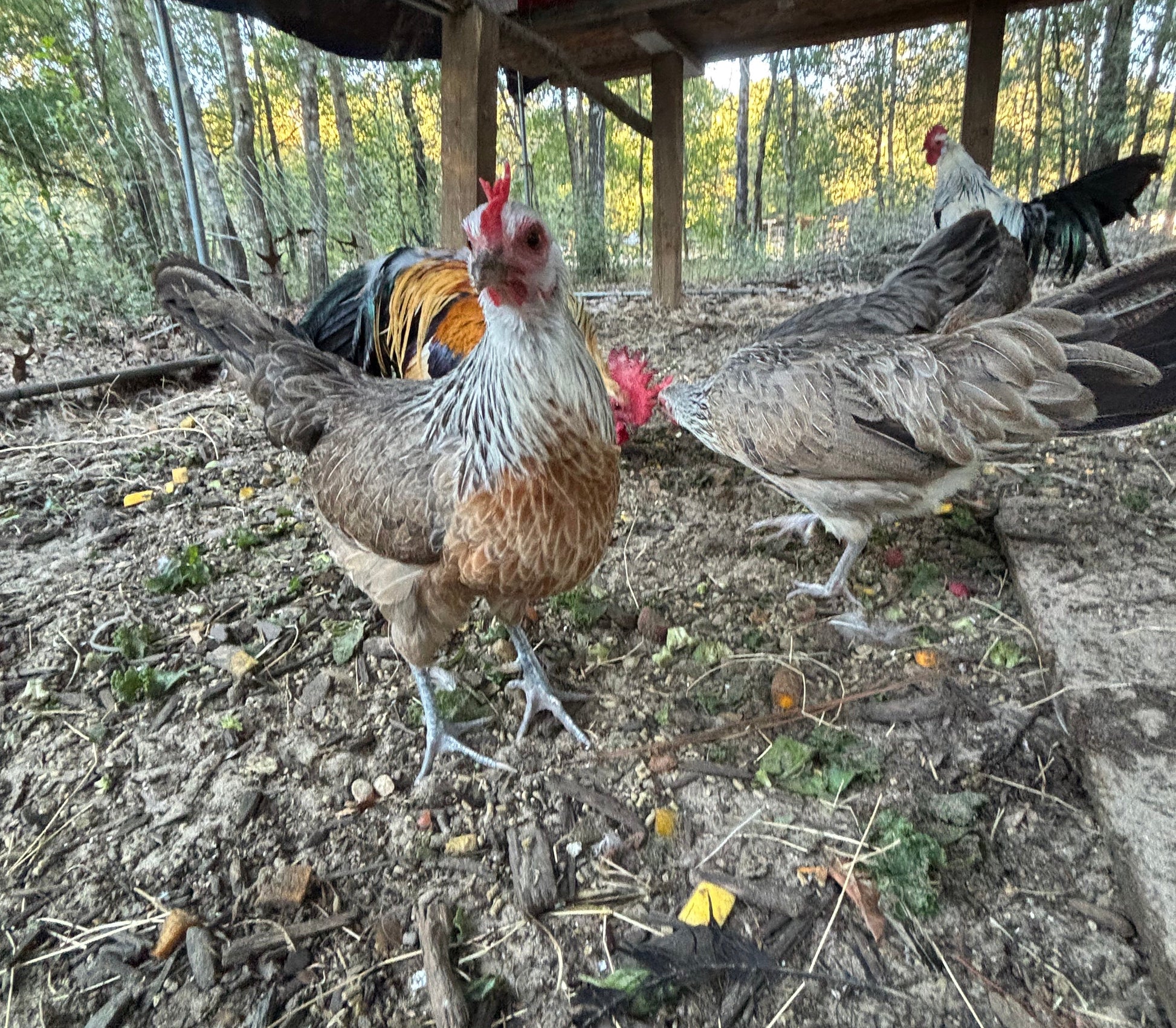 Two chickens on a dirt ground with a wooden structure in the background - silver hen