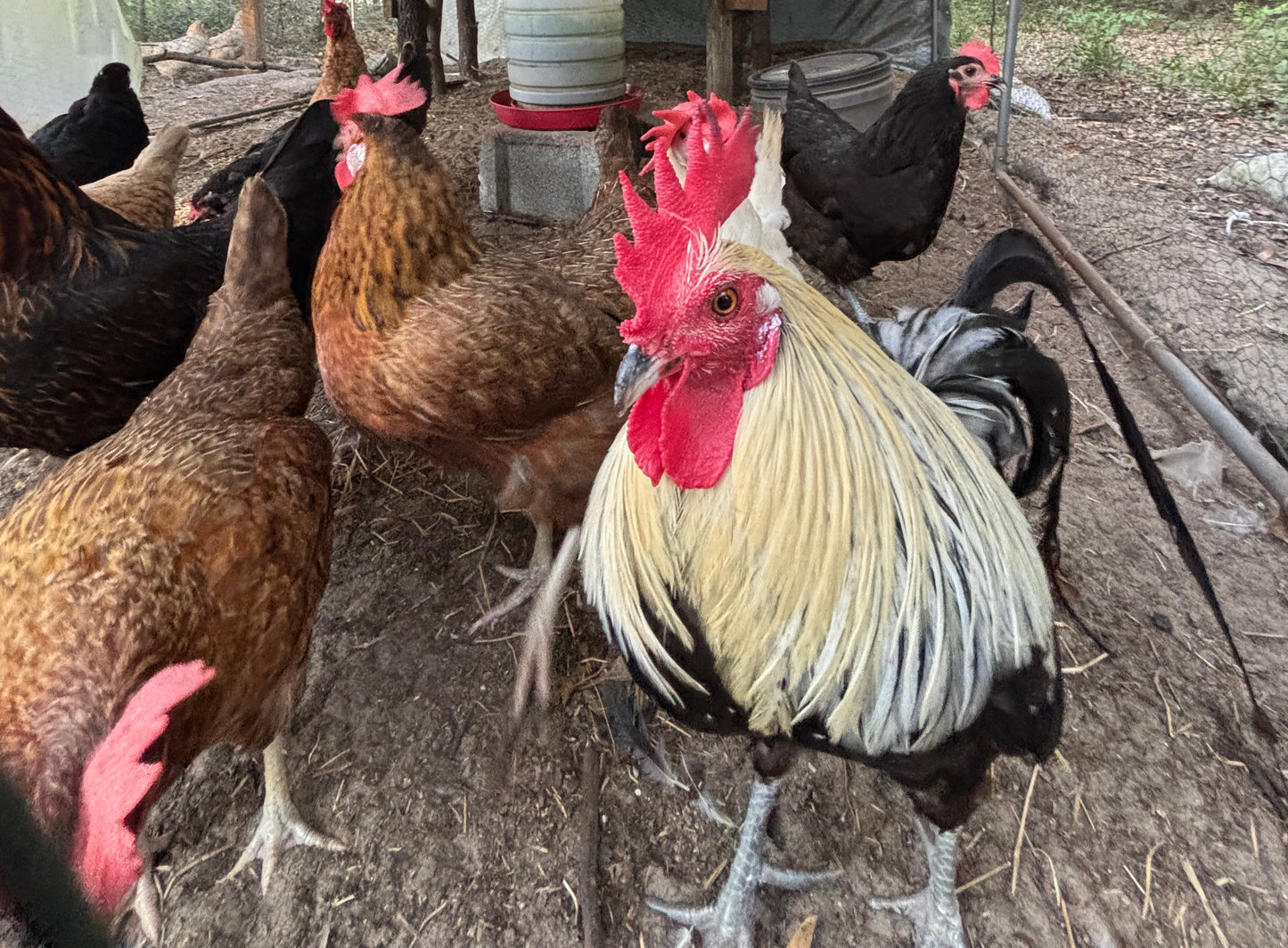 Farmers Choice Variety Pack Hatching Eggs