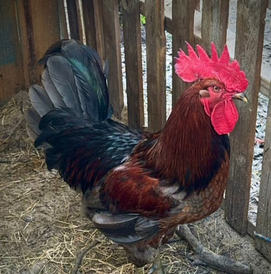 Ameraucana x Black & Copper Roo Easter Egger Hatching Eggs, Blues