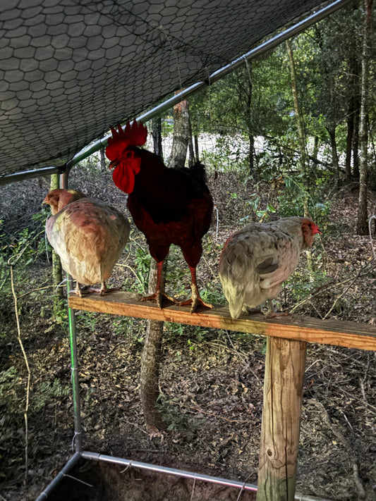 Ameraucana x Black Copper Easter Egger Hatching Eggs