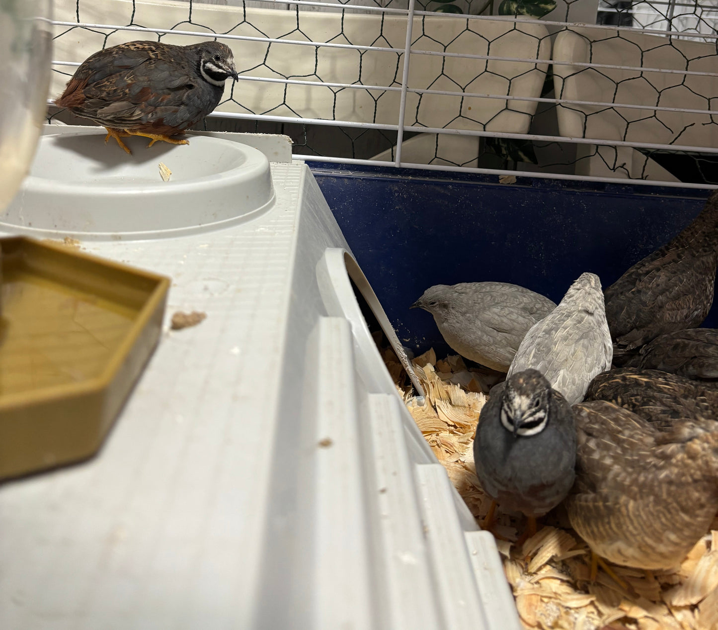 Chinese Painted Button Quail Hatching Eggs