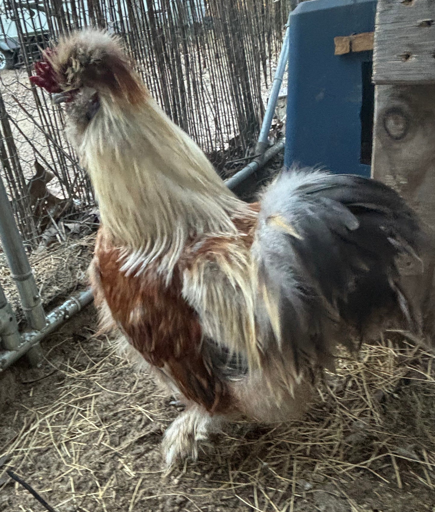 Splash Silkie Hatching Eggs