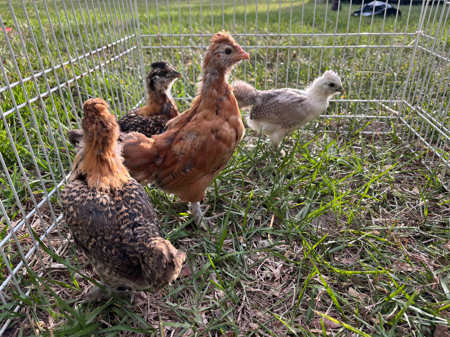Easter Egger Hatching Eggs – Splash Silkie × Ameraucana Chickens