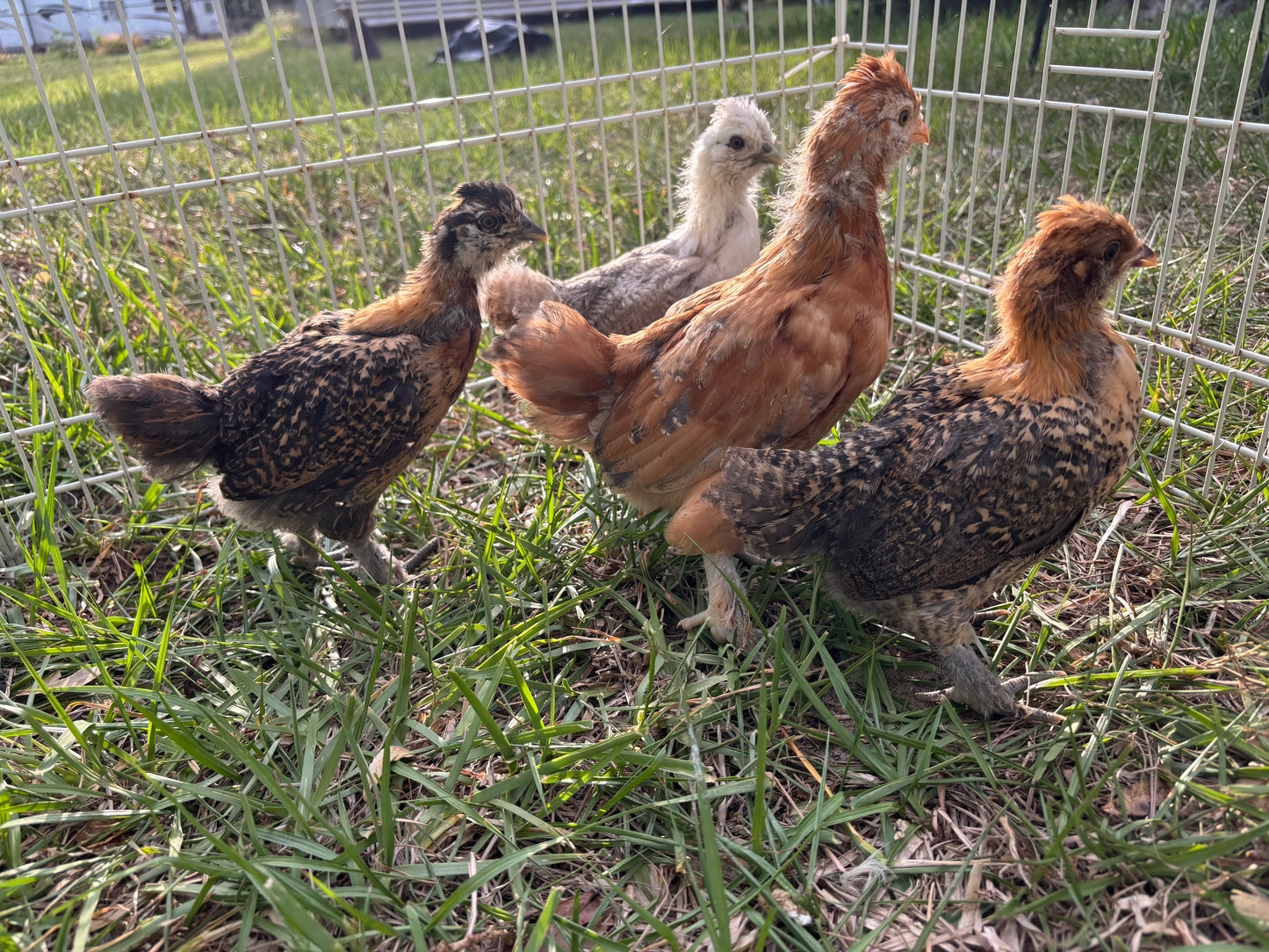 Easter Egger Hatching Eggs – Splash Silkie × Ameraucana Chickens