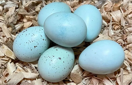 Blue Coturnix Quail Hatching Eggs on a bed of wood shavings