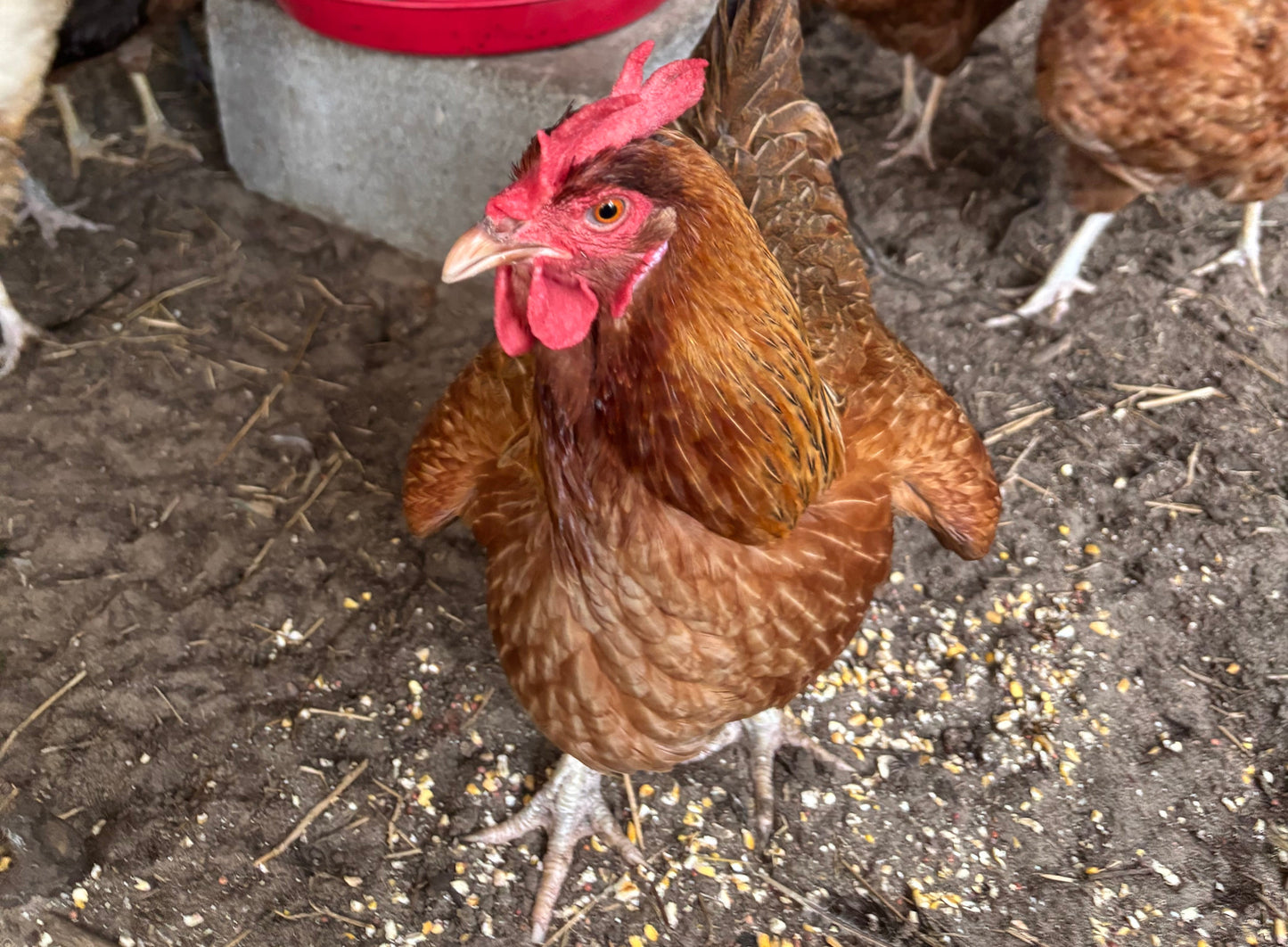 Rainbow Barnyard × Silver Phoenix Hatching Eggs