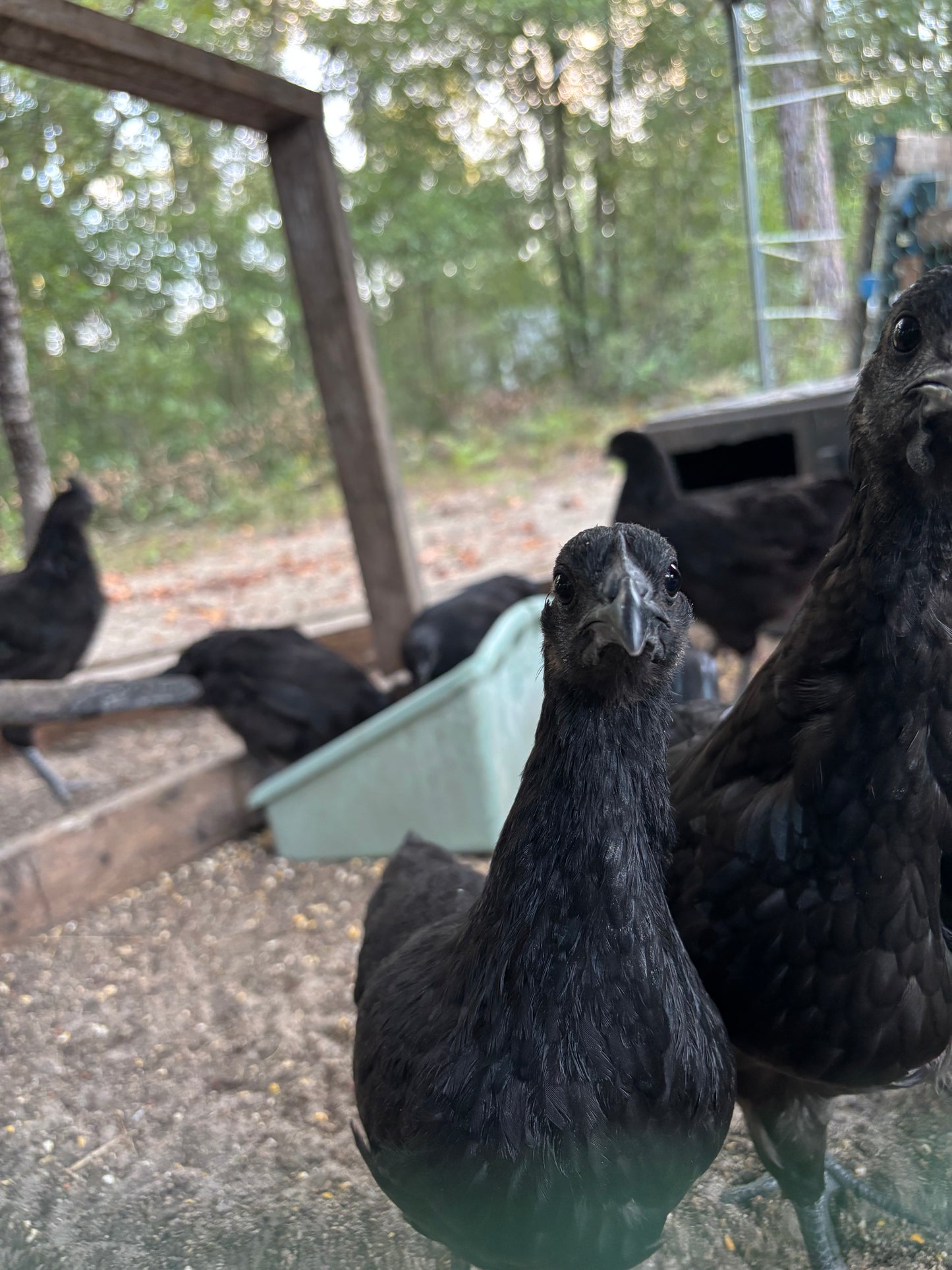 Ayam Cemani Hatching Eggs – All Black Project Quality Breeding Line