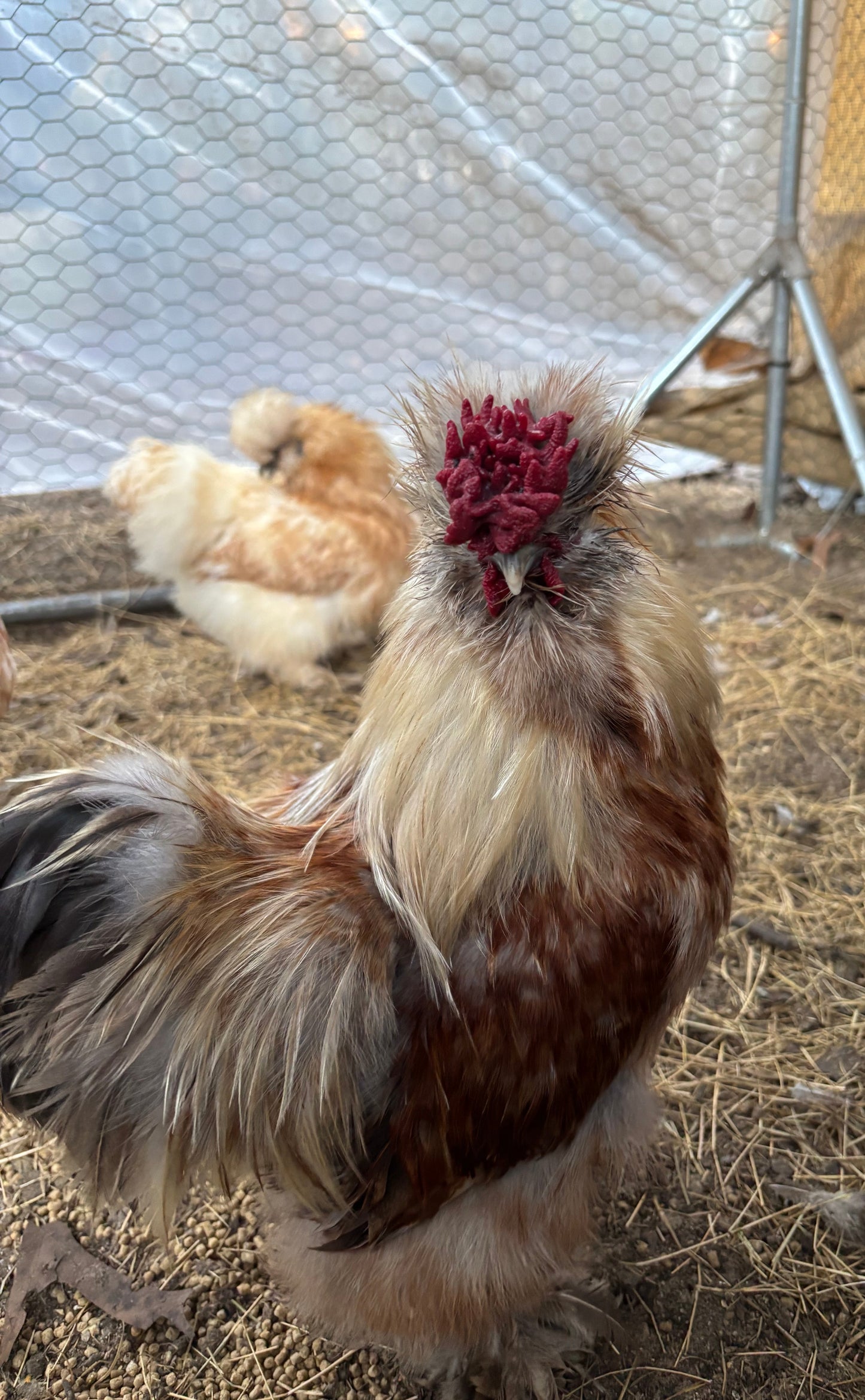 Splash Silkie Hatching Eggs