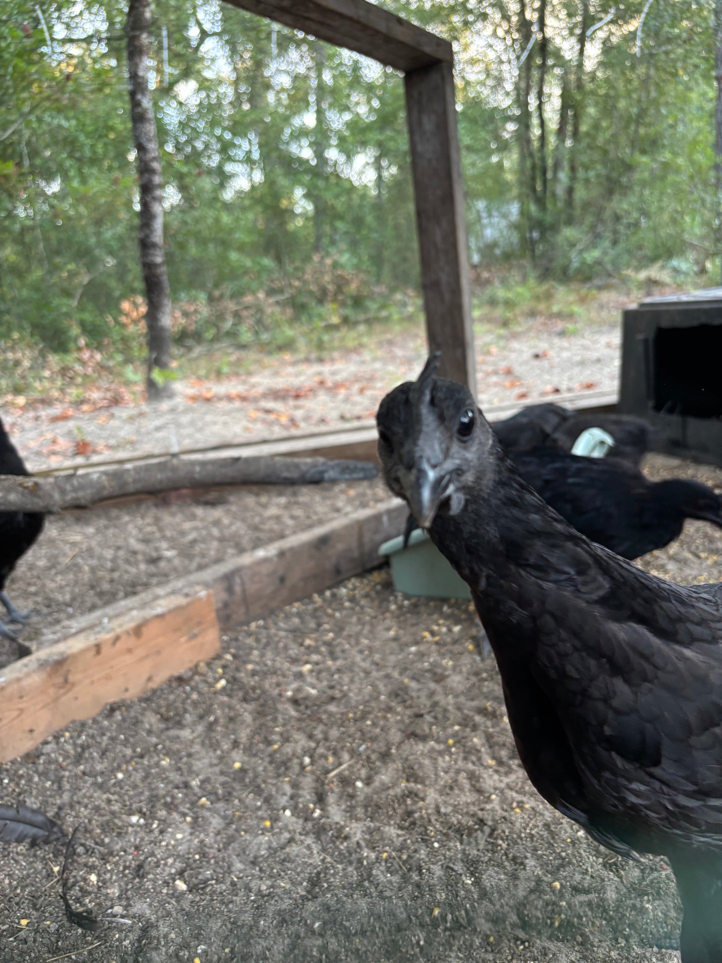 Ayam Cemani Hatching Eggs – All Black Project Quality Breeding Line