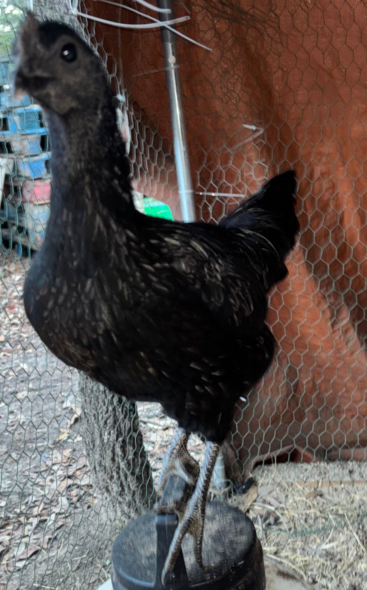Ayam Cemani Hatching Eggs – All Black Project Quality Breeding Line