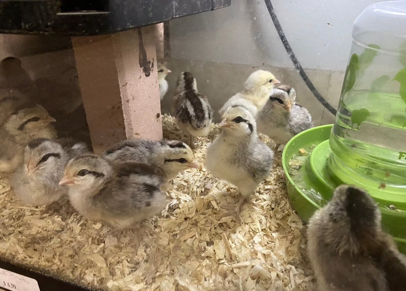 Farmers Choice Variety Pack Hatching Eggs