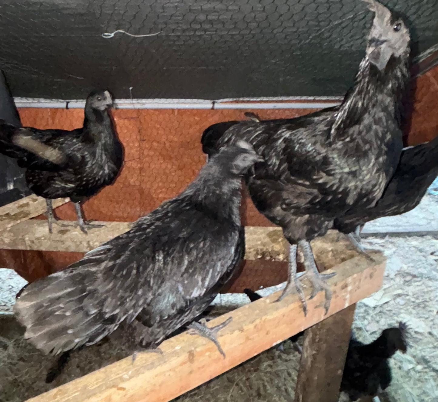 Ayam Cemani Hatching Eggs – All Black Project Quality Breeding Line