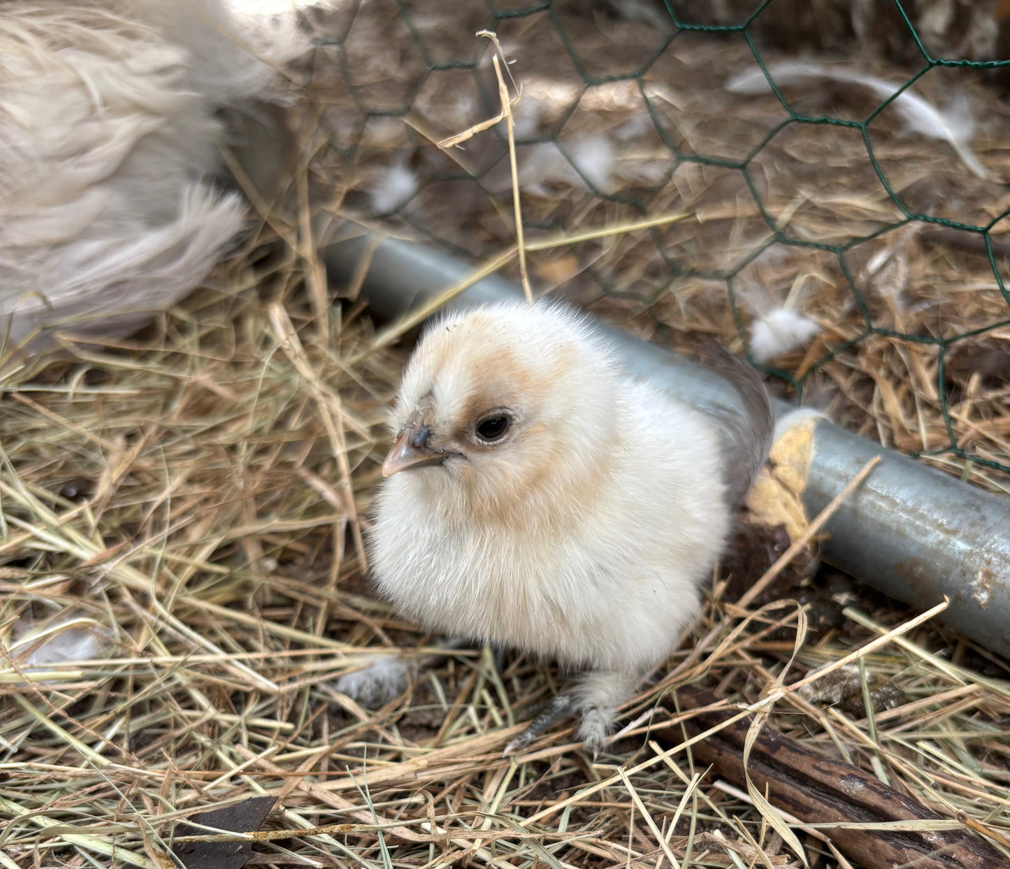 Splash Silkie Ameraucana Easter Egger Hatching Eggs