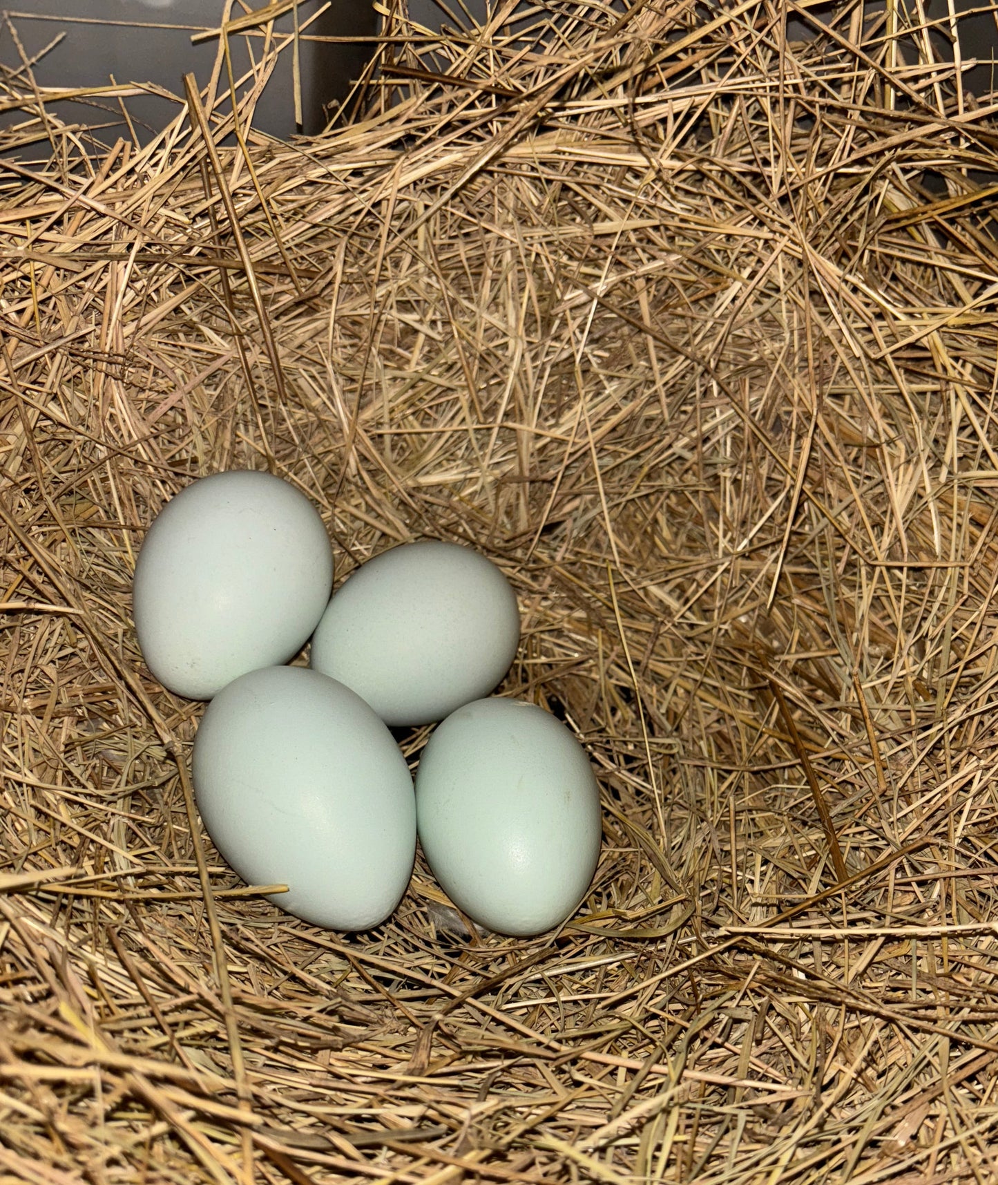 Four Easter egger hatching eggs in a nest of straw