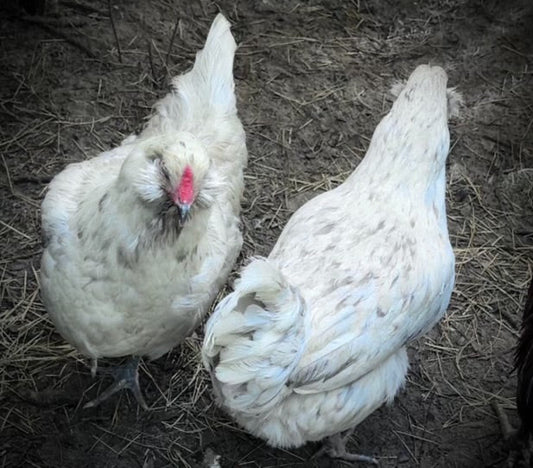 Ameraucana x Black & Copper Roo Easter Egger Hatching Eggs, Blues