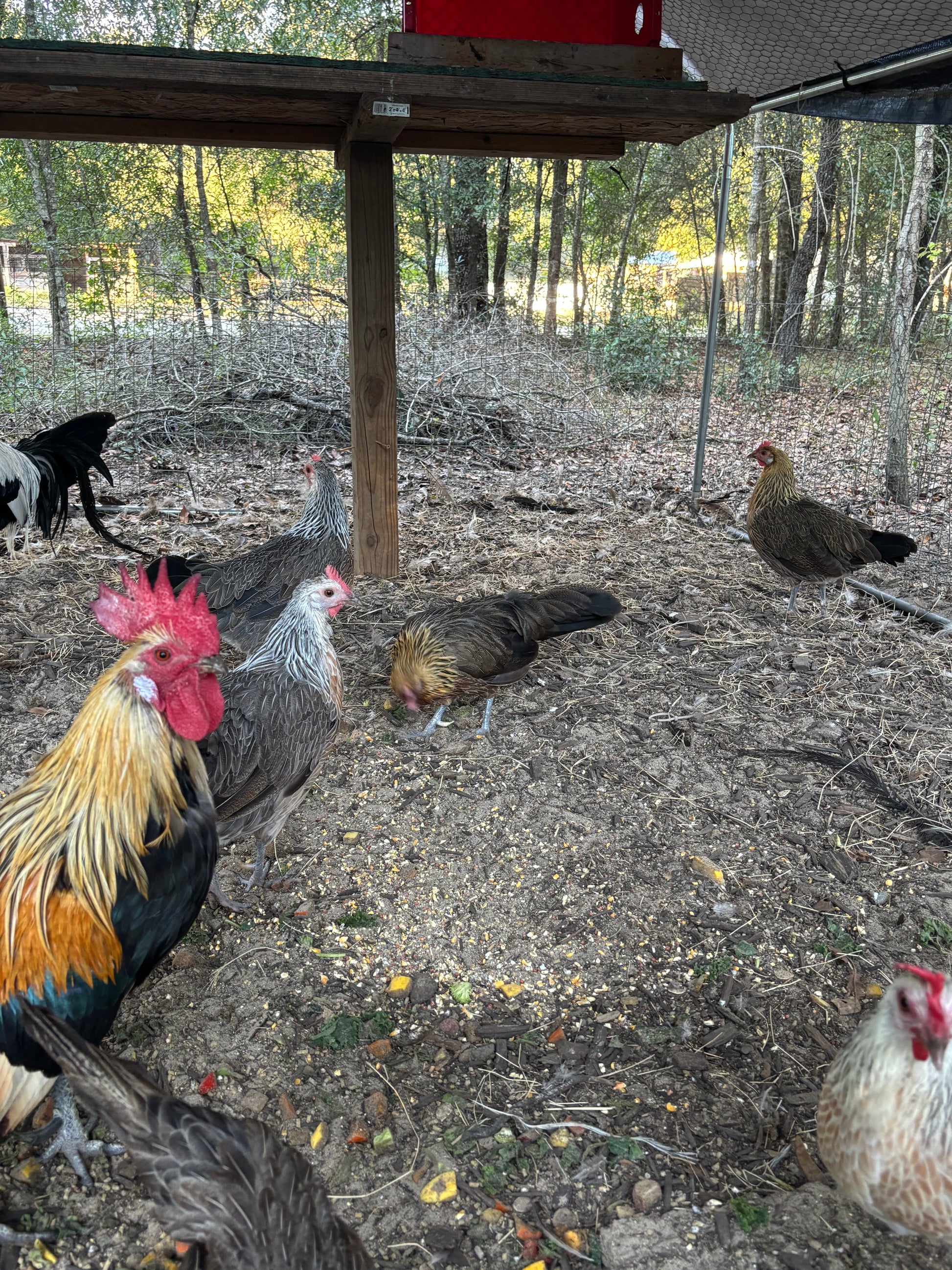 Roosters and hens on a dirt ground with trees in the background, gold and silver 