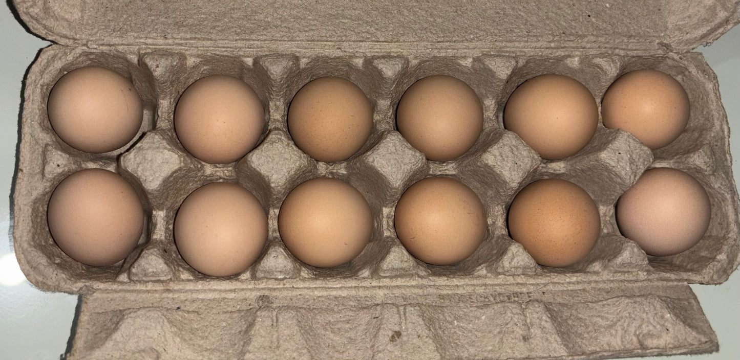 Ayam Cemani Hatching Eggs – All Black Project Quality Breeding Line