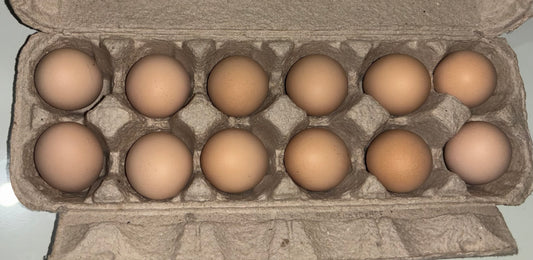 Ayam Cemani Hatching Eggs – All Black Project Quality Breeding Line