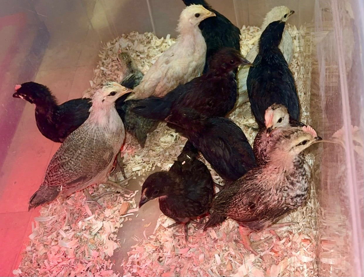 Rainbow Barnyard × Silver Phoenix Hatching Eggs
