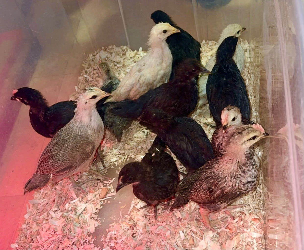 Farmers Choice Variety Pack Hatching Eggs