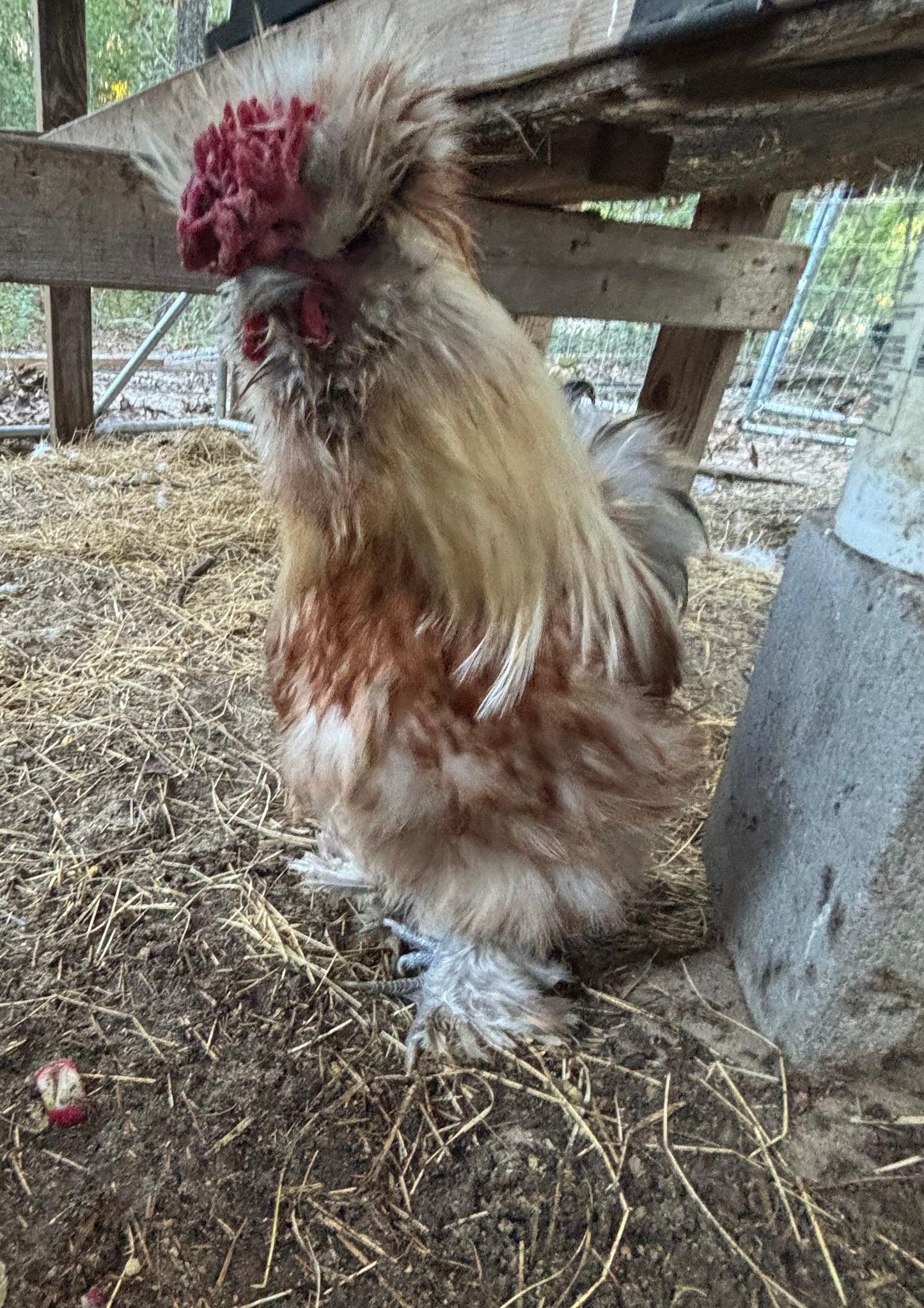 Splash Silkie Ameraucana Easter Egger Hatching Eggs