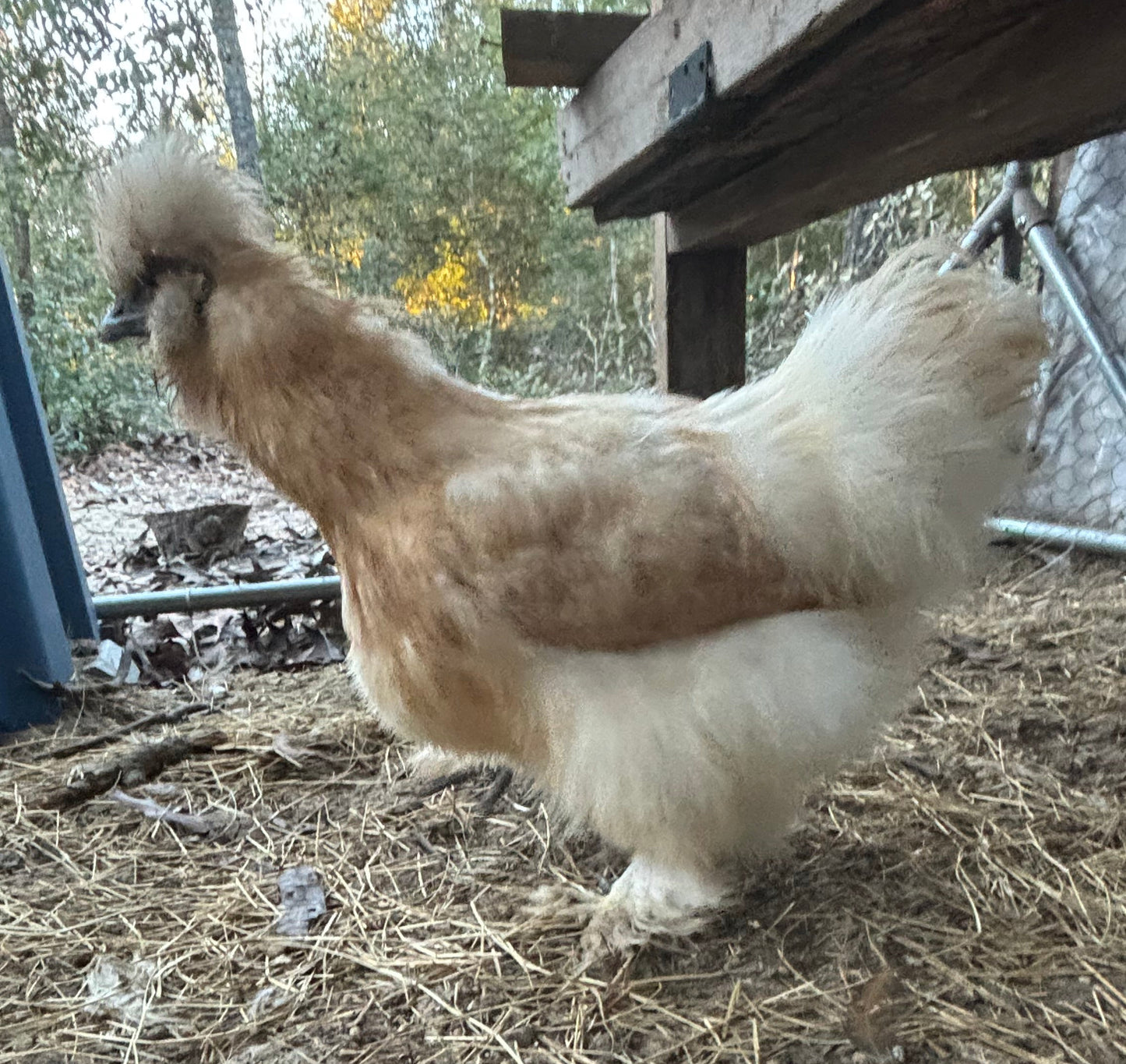 Splash Silkie Hatching Eggs