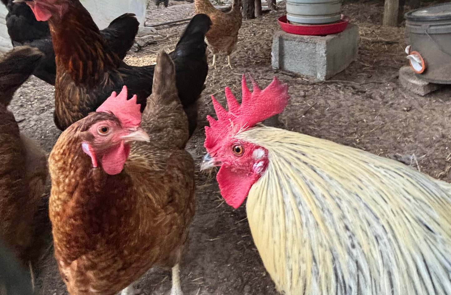 Rainbow Barnyard × Silver Phoenix Hatching Eggs