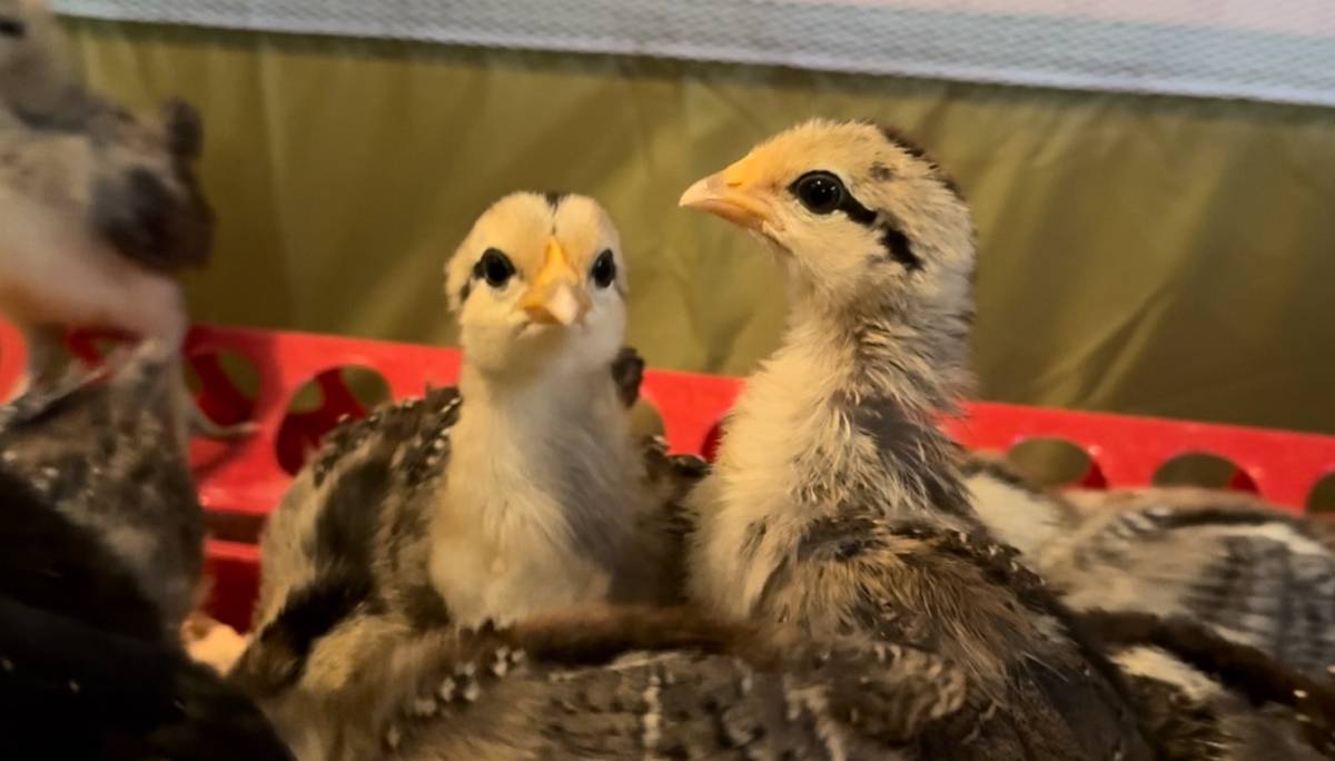 Two young chickens sitting on a red surface with a blurred background - baby Phoenix chicks
