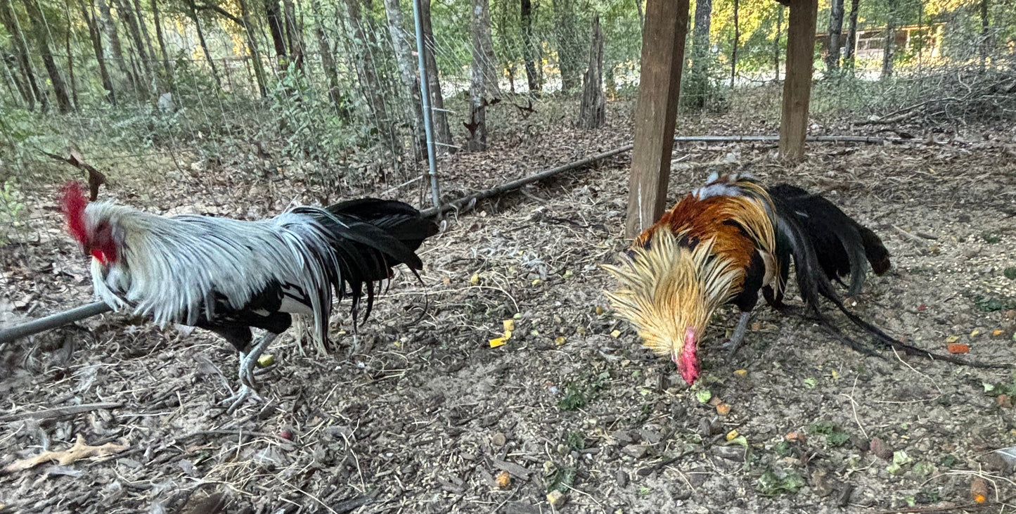 One of our Gold and one of our Silver roosters foraging 