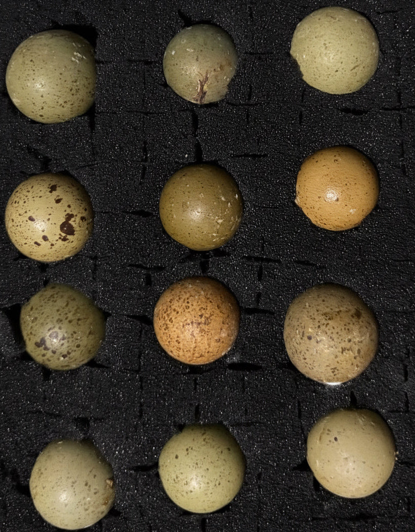 Chinese Painted Button Quail Hatching Eggs