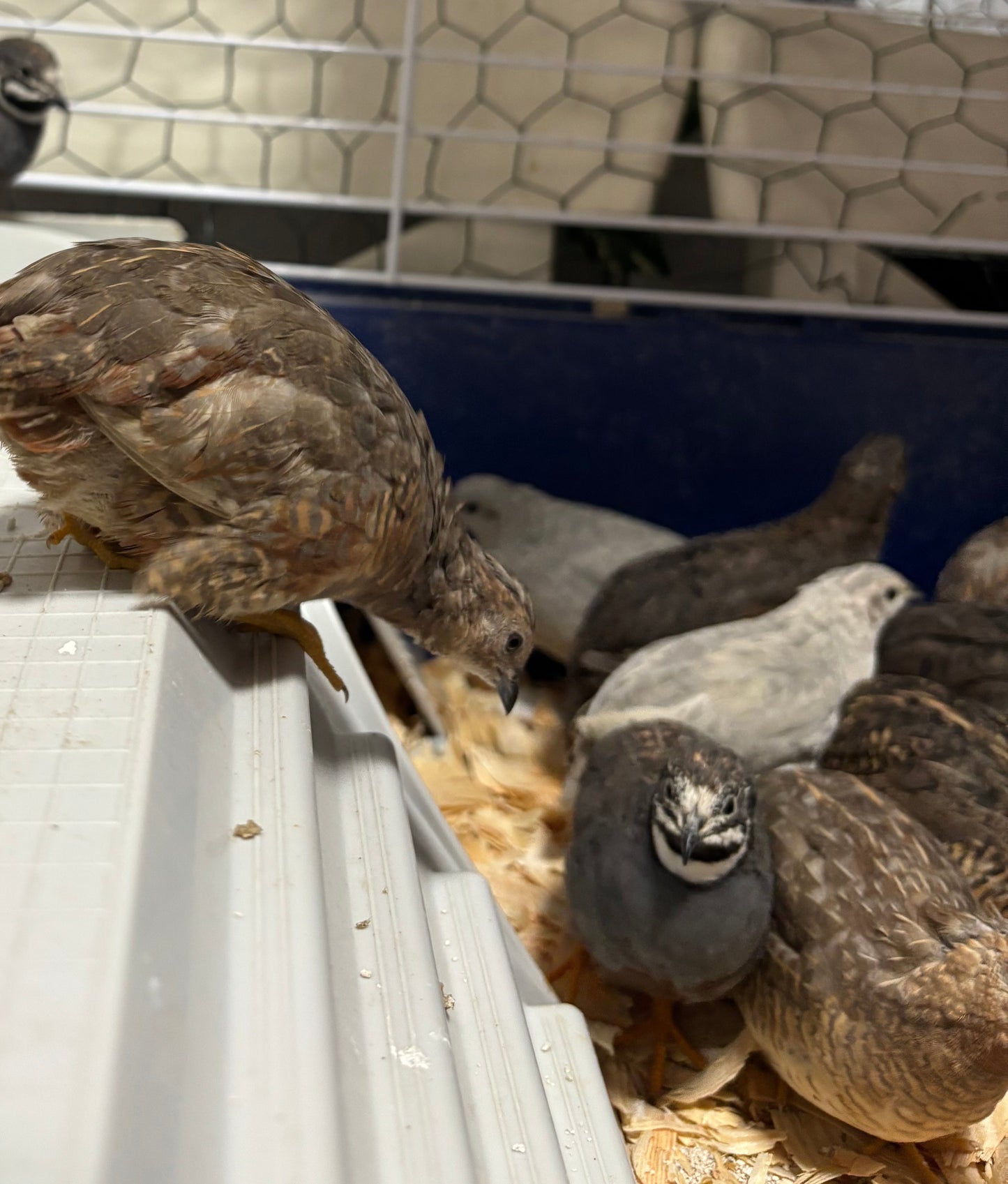 Chinese Painted Button Quail Hatching Eggs