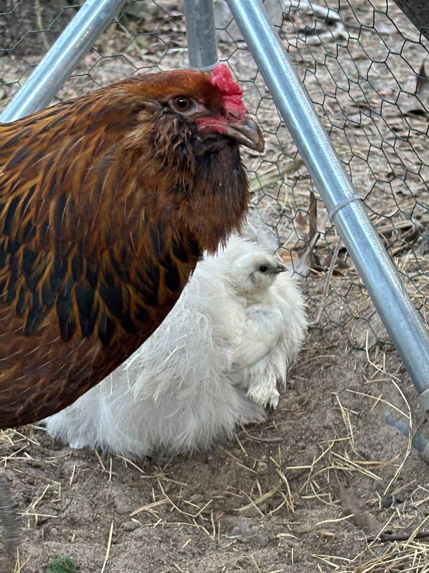 Splash Silkie Ameraucana Easter Egger Hatching Eggs