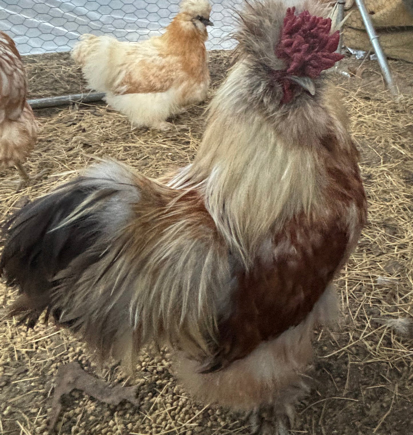 Splash Silkie Hatching Eggs