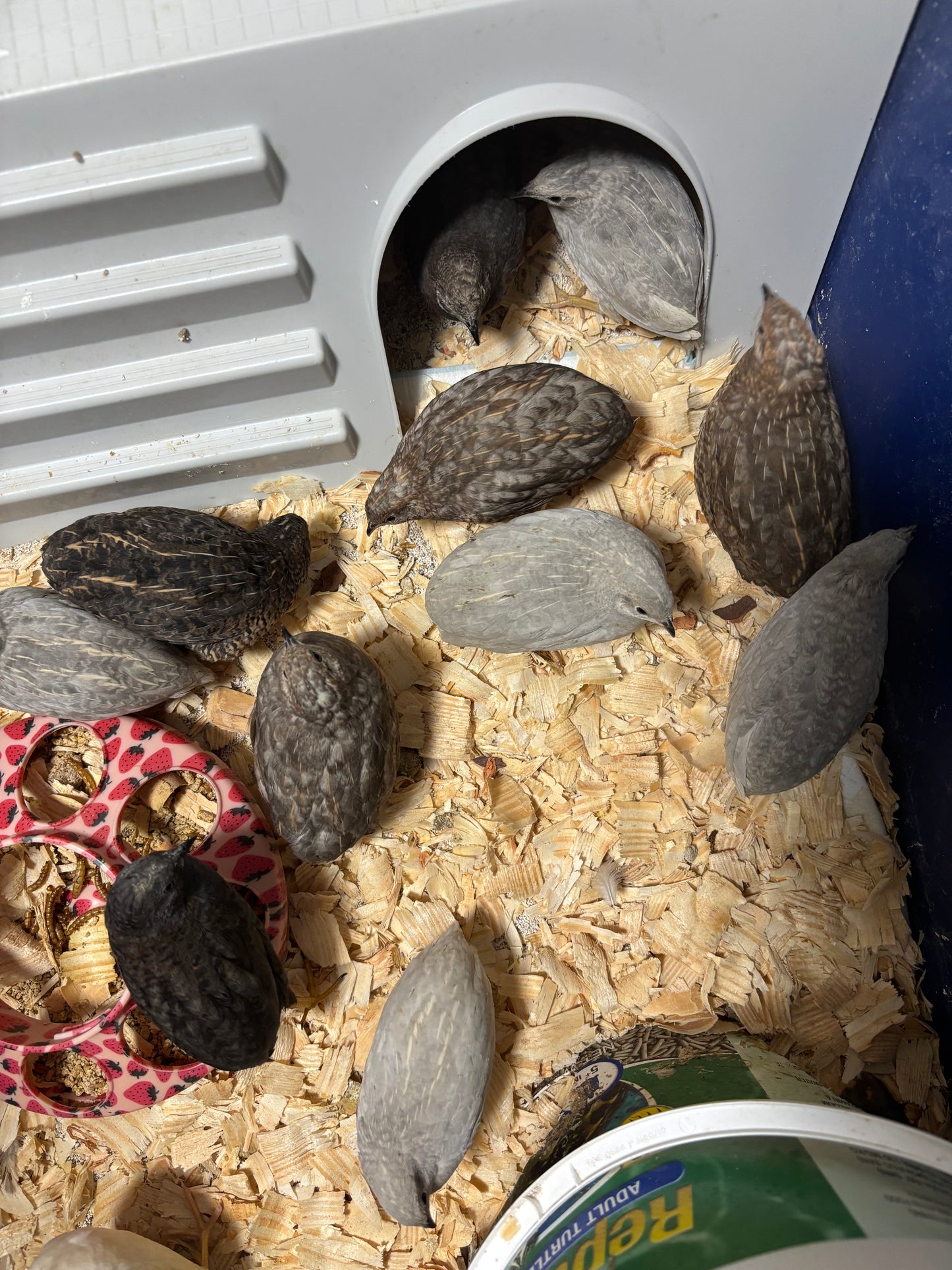 Chinese Painted Button Quail Hatching Eggs