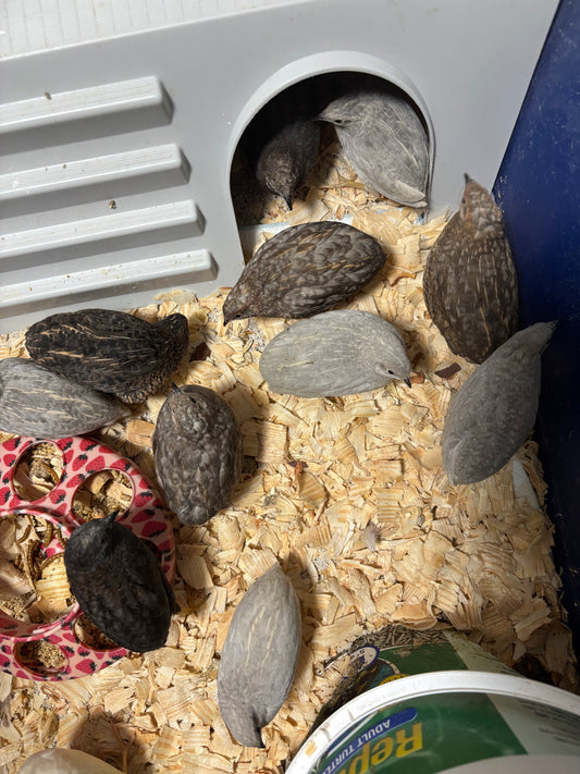 Chinese Painted Button Quail Hatching Eggs