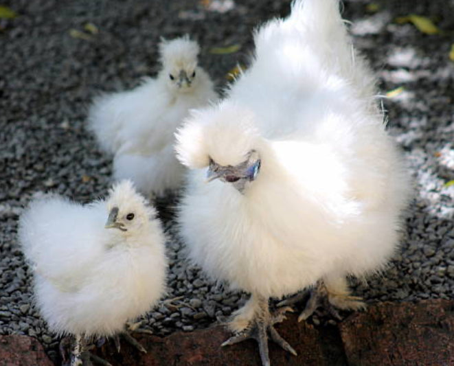 White Silkie Hatching Eggs