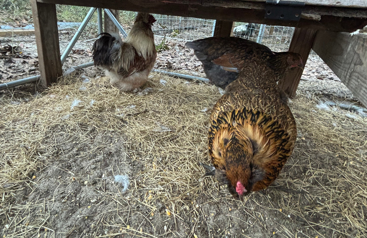 Splash Silkie Ameraucana Easter Egger Hatching Eggs