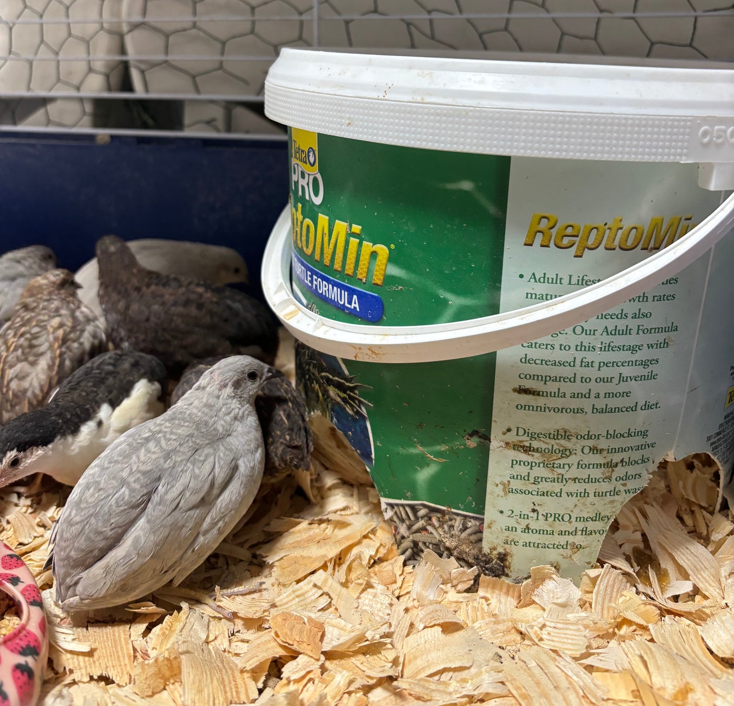 Chinese Painted Button Quail Hatching Eggs