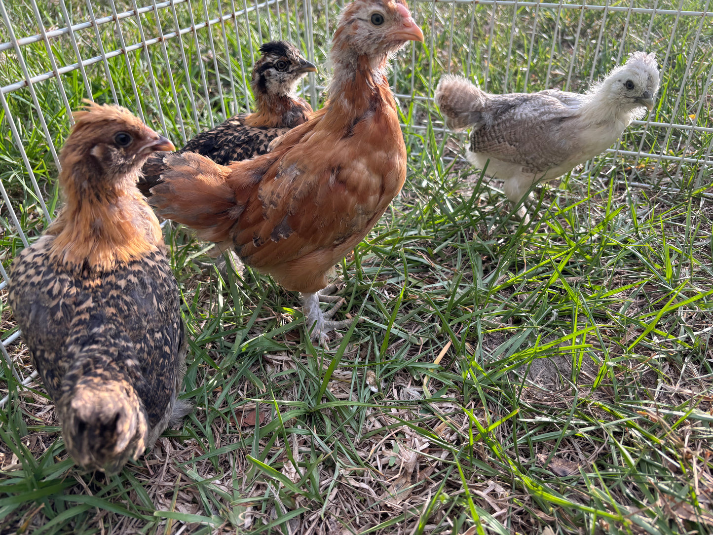 Easter Egger Hatching Eggs – Splash Silkie × Ameraucana Chickens