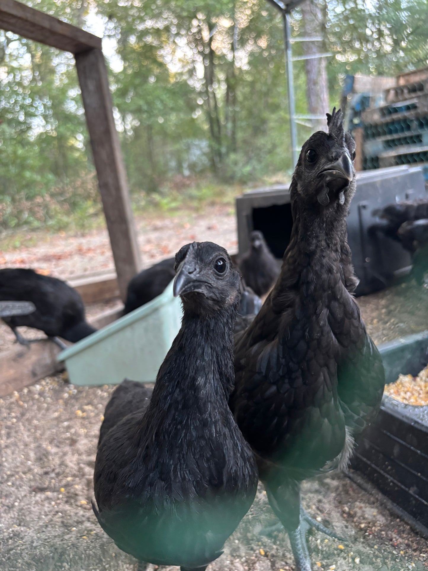 Ayam Cemani Hatching Eggs – All Black Project Quality Breeding Line