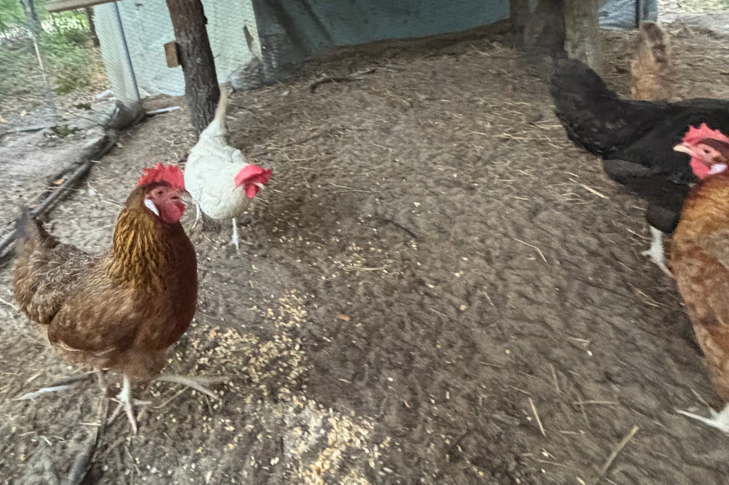 Rainbow Barnyard × Silver Phoenix Hatching Eggs