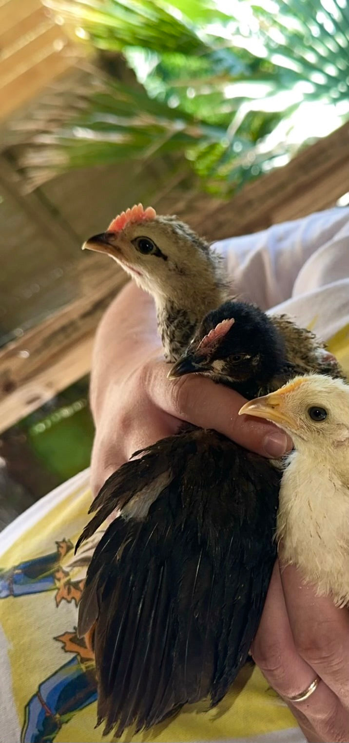 Farmers Choice Variety Pack Hatching Eggs